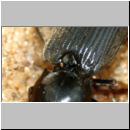 Dicronychus sp - Schnellkaefer 01d 9mm Paarung.jpg